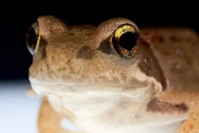 Framed Print : Frog Head Print, x3 Magnification