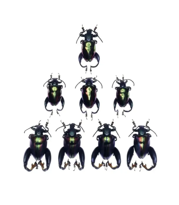 Framed Print : Frog-legged Leaf Beetles Print (2.5cm) Framed Print : Frog-legged Leaf Beetles Print (2.5cm)