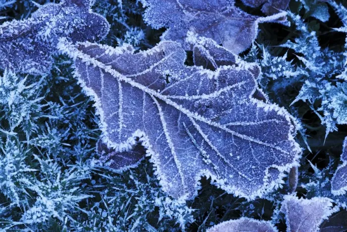 Framed Print : Frost-covered oak leaf Print Framed Print : Frost-covered oak leaf Print