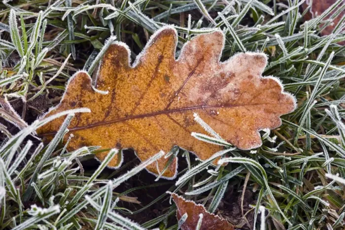 Framed Print : Frosted Oak Leaf Print on Grass Framed Print : Frosted Oak Leaf Print on Grass