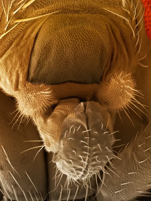 Framed Print : Fruit Fly Proboscis Print, SEM Framed Print : Fruit Fly Proboscis Print, SEM