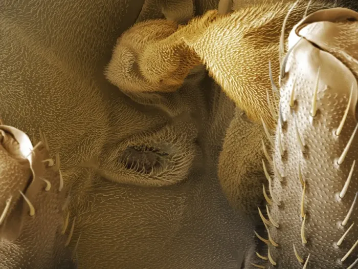 Framed Print : Fruit fly spiracle SEM Print Framed Print : Fruit fly spiracle SEM Print