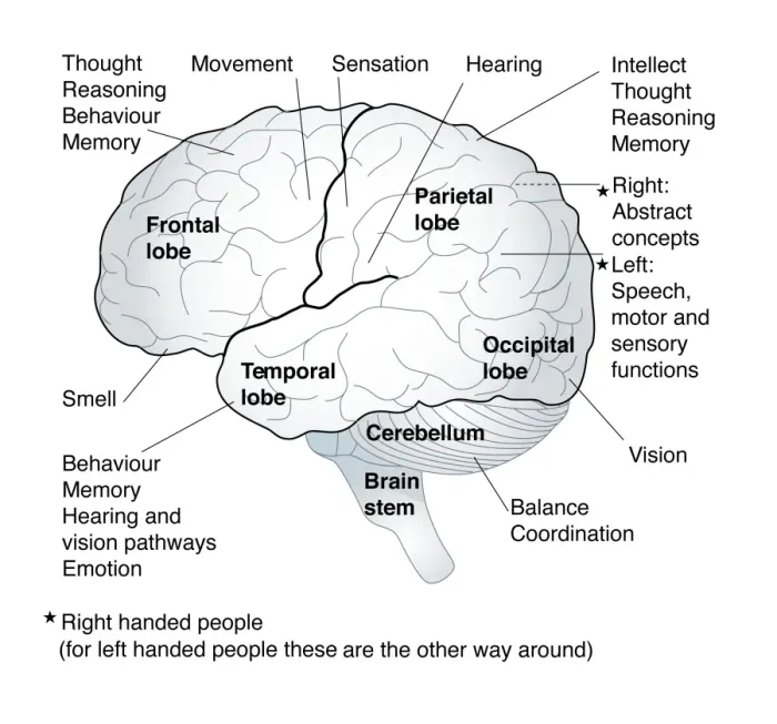 Framed Print : Brain Functional Areas Print Framed Print : Brain Functional Areas Print