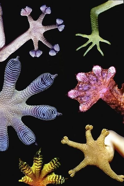 Gecko feet diversity