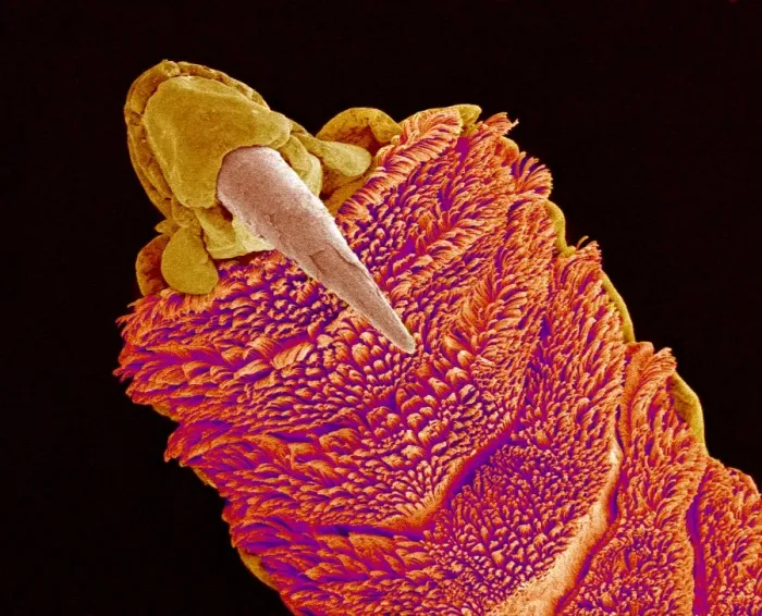 Framed Print : Gecko Toe Print: Coloured SEM Image Framed Print : Gecko Toe Print: Coloured SEM Image