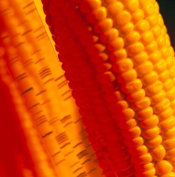 Genetically-engineered sweetcorn & DNA sequence
