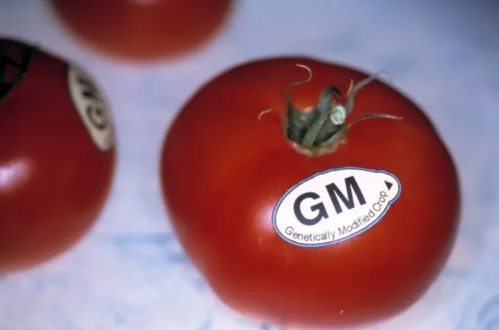 Framed Print : Genetically modified tomatoes Print Framed Print : Genetically modified tomatoes Print