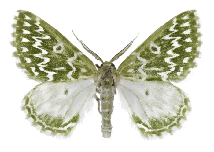 Framed Print : Geometer moth Print (Thetidia plusiaria) Framed Print : Geometer moth Print (Thetidia plusiaria)