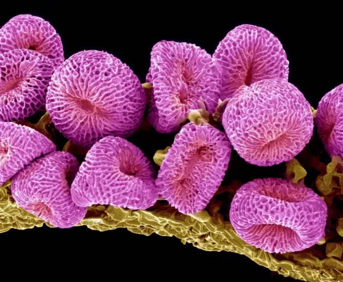 Framed Print : Geranium Pollen Print, SEM Framed Print : Geranium Pollen Print, SEM
