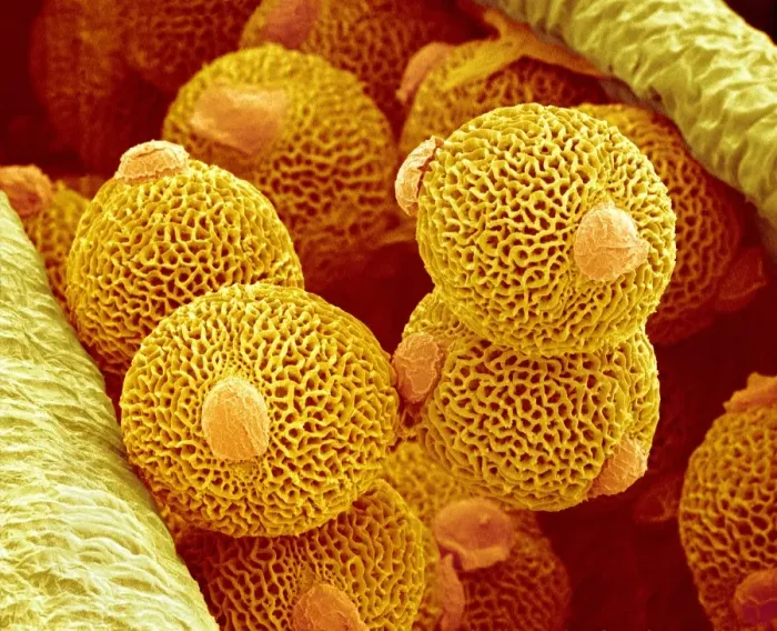 Framed Print : Geranium Pollen Print, SEM Framed Print : Geranium Pollen Print, SEM