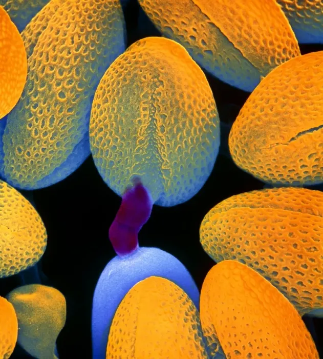 Framed Print : Germination of Turnip Pollen Print Framed Print : Germination of Turnip Pollen Print