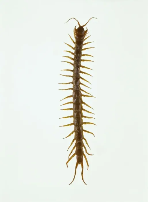Framed Print : Giant Centipede Print Framed Print : Giant Centipede Print
