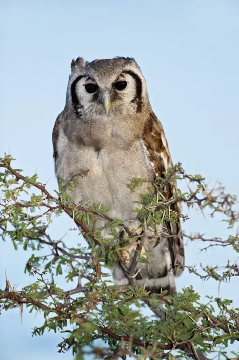 Framed Print : Giant Eagle Owl Print - Perched in a Tree Framed Print : Giant Eagle Owl Print - Perched in a Tree