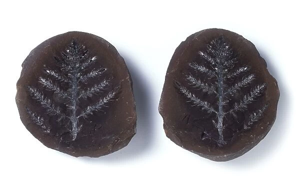 Giant horsetail leaf fossils C016  /  5599