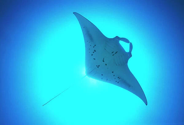 Giant manta ray