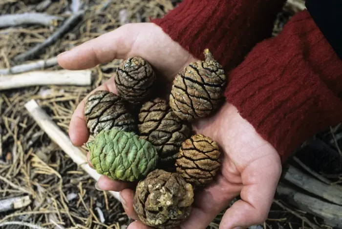 Framed Print : Giant Sequoia Cones Print Framed Print : Giant Sequoia Cones Print
