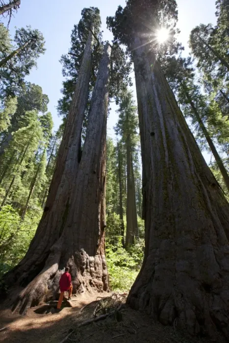 Framed Print : Giant Sequoia Tree Print Framed Print : Giant Sequoia Tree Print