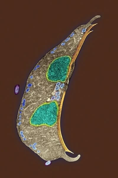 Giardia protozoan, TEM