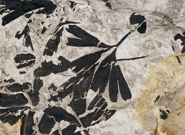 Ginkgo sp. fossil leaves