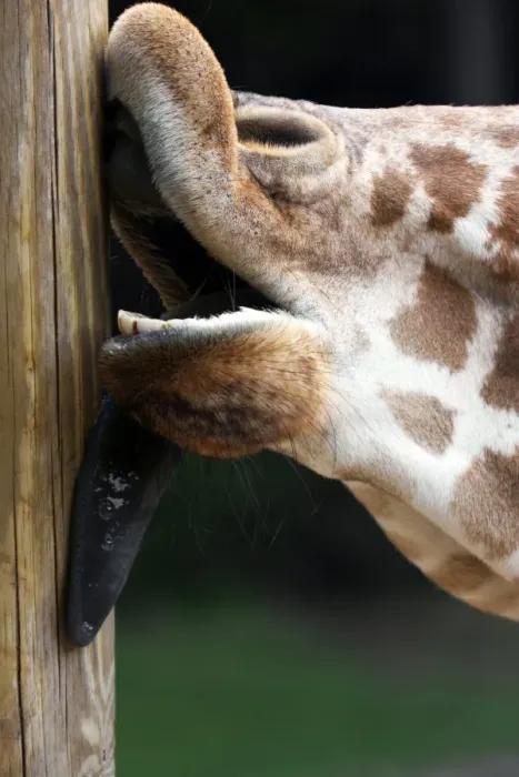 Framed Print : Giraffe Licking a Pole Print Framed Print : Giraffe Licking a Pole Print