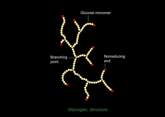 Framed Print : Glycogen Molecule Print Framed Print : Glycogen Molecule Print