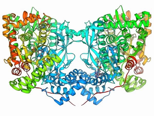 Glycogen phosphorylase molecule F006  /  9775