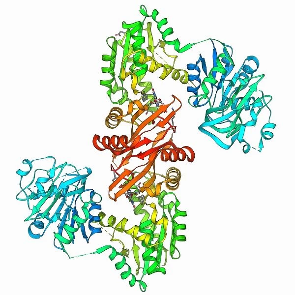 GMP synthetase enzyme F006  /  9734