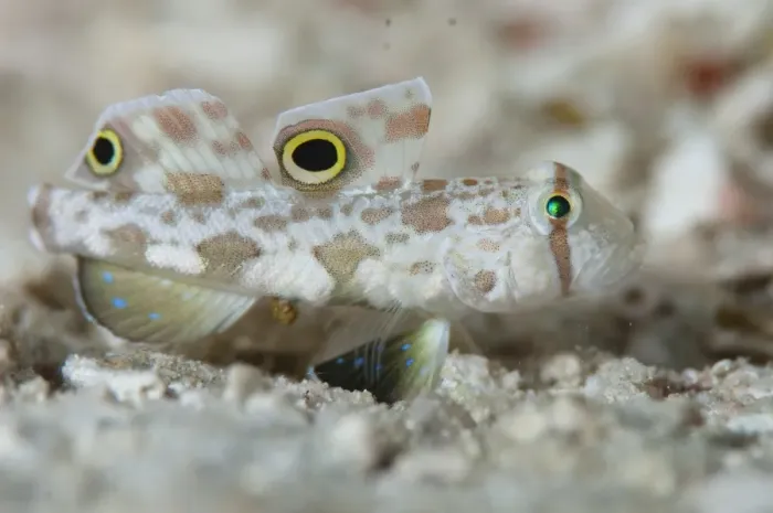 Framed Print : Goby Camouflaged on Sand Print Framed Print : Goby Camouflaged on Sand Print
