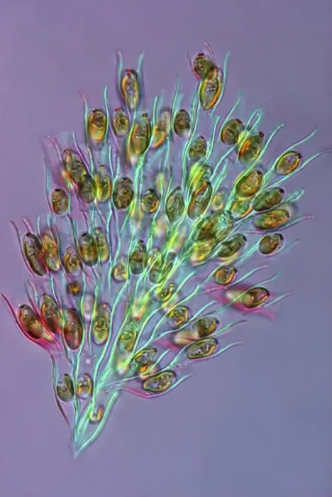 Framed Print : Golden Algae Print, Polarised Light Micrograph Framed Print : Golden Algae Print, Polarised Light Micrograph