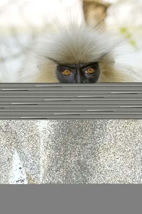 Framed Print : Golden langur monkey Print Framed Print : Golden langur monkey Print