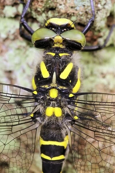 Golden-ringed Dragonfly C013  /  6972