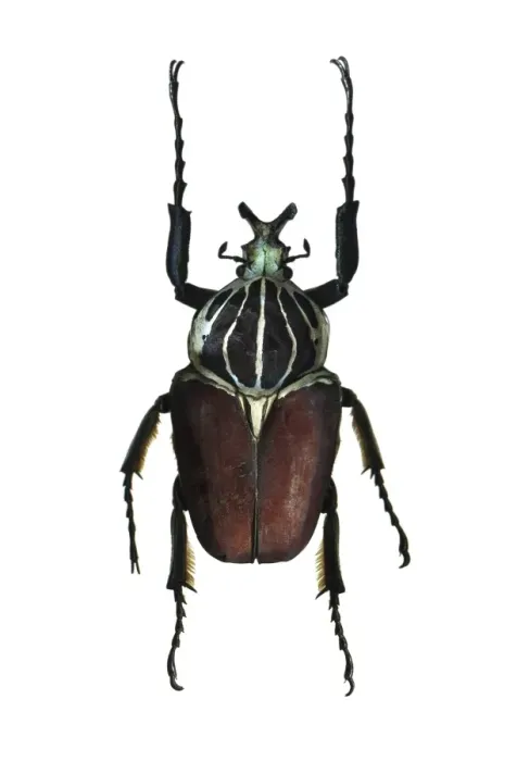 Framed Print : Goliath Beetle Upper Side Print Framed Print : Goliath Beetle Upper Side Print