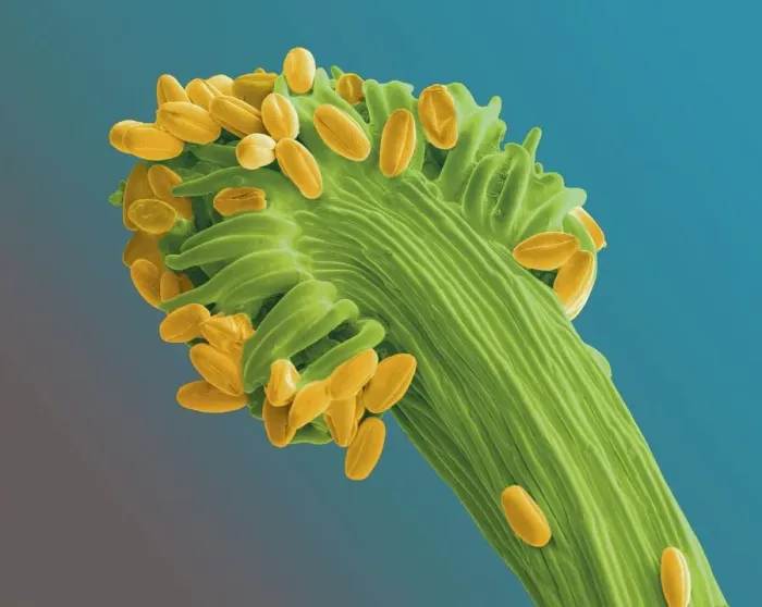 Framed Print : Gorse Stigma with Pollen Grains Print, SEM Framed Print : Gorse Stigma with Pollen Grains Print, SEM