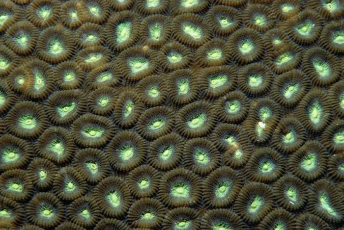 Framed Print : Hard Coral Print: Close-up of Circular Polyps Framed Print : Hard Coral Print: Close-up of Circular Polyps