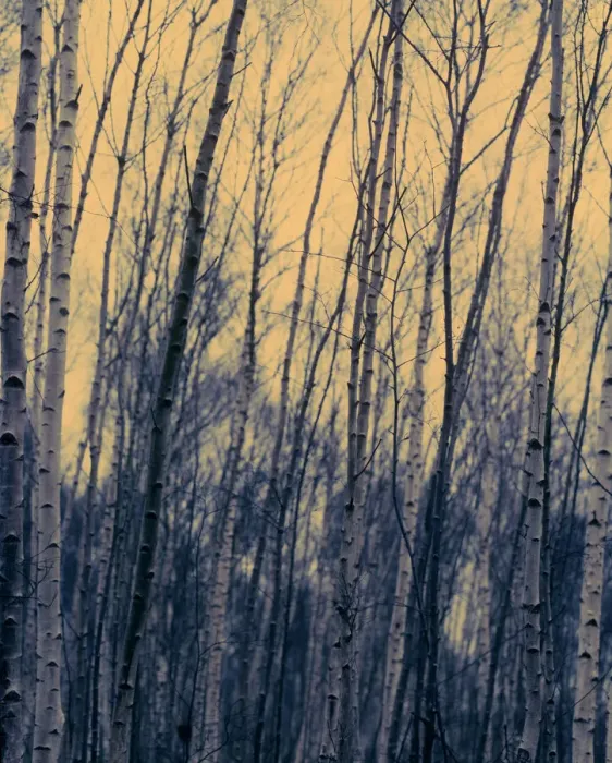 Framed Print : Silver Birch Tree Print Framed Print : Silver Birch Tree Print