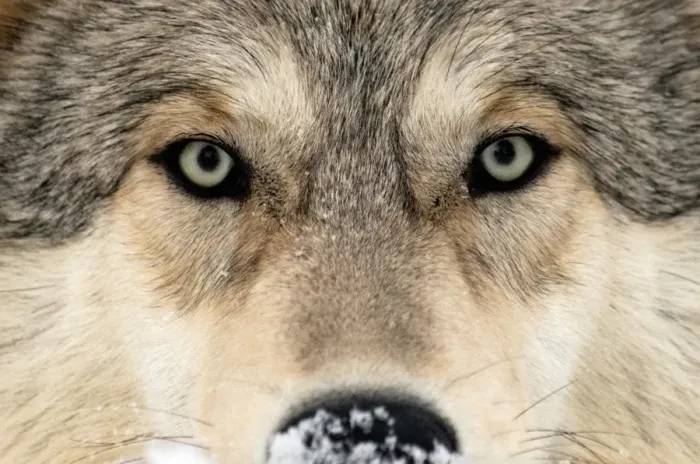 Framed Print : Gray wolf face Print Framed Print : Gray wolf face Print