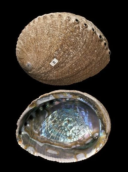 Green abalone shells C016  /  6055