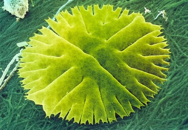 Green alga, Micrasterias
