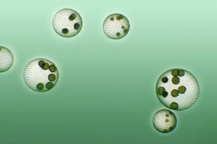 Framed Print : Green Algae Colonies Print Framed Print : Green Algae Colonies Print
