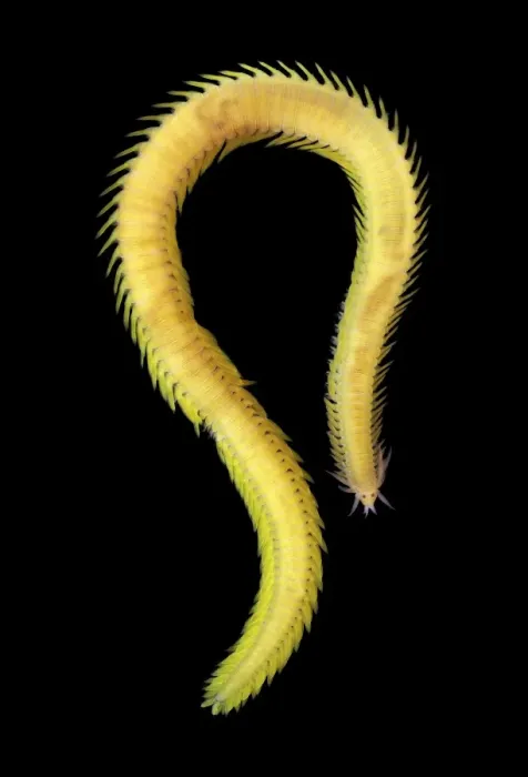 Framed Print : Greenleaf worm Print (Eulalia viridis)
