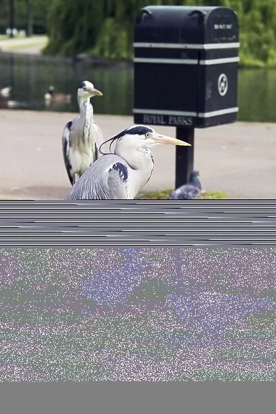 Grey herons and pigeons
