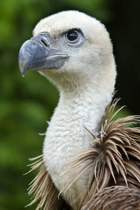 Framed Print : Griffon Vulture Head Print Framed Print : Griffon Vulture Head Print