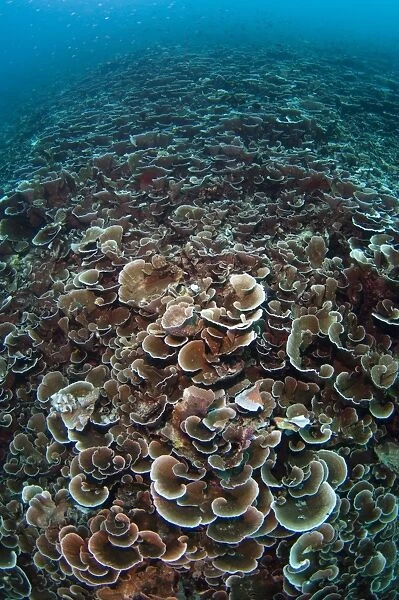 Growth of new coral