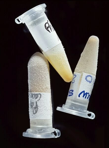 Haemolymph samples