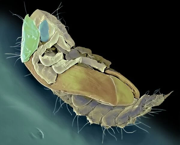 Ham beetle larva, SEM