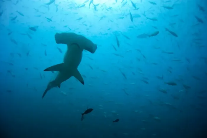 Framed Print : Hammerhead Shark Print Framed Print : Hammerhead Shark Print
