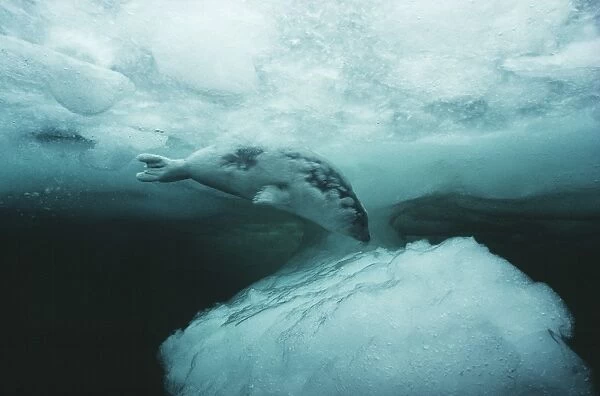 Harp seal pup diving