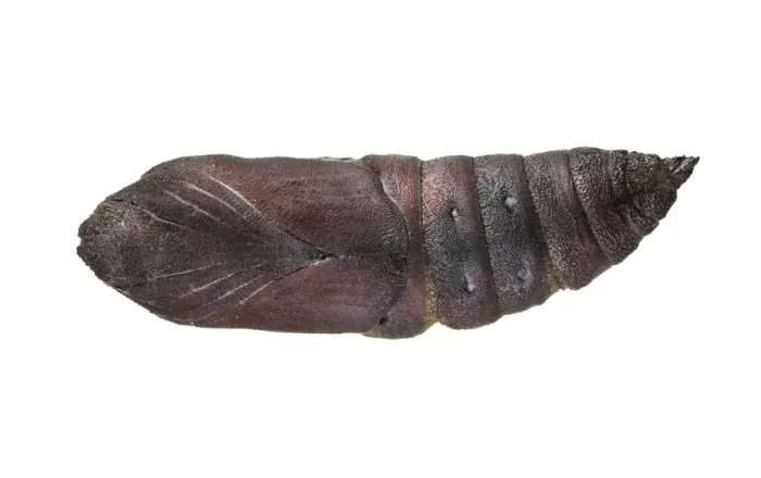 Framed Print : Lime Hawk Moth Cocoon Print Framed Print : Lime Hawk Moth Cocoon Print