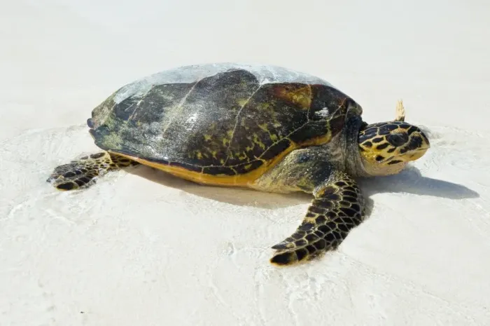 Framed Print : Hawksbill sea turtle Print Framed Print : Hawksbill sea turtle Print