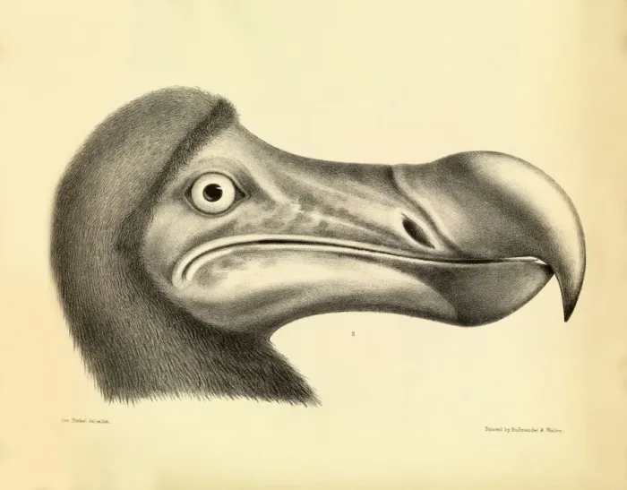 Framed Print : Head of a dodo Print, 1848 Framed Print : Head of a dodo Print, 1848
